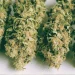 online weed dispensary